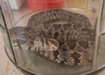 Father moves shelf in kindergarten, finds viper