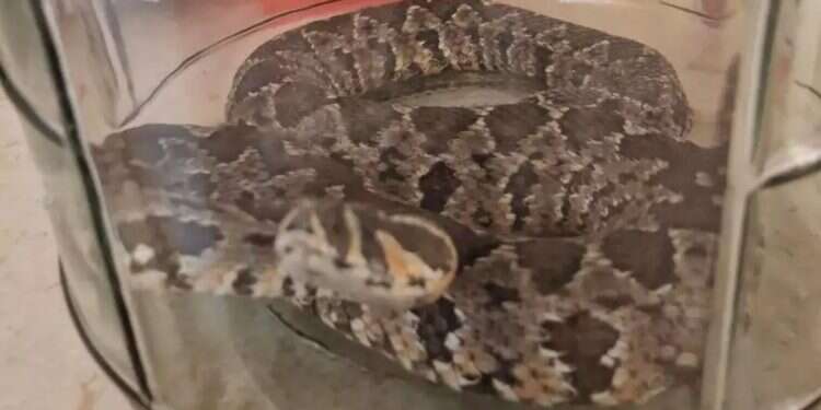 The viper found in the kindergarten in Yakir Father moves shelf in kindergarten, finds viper