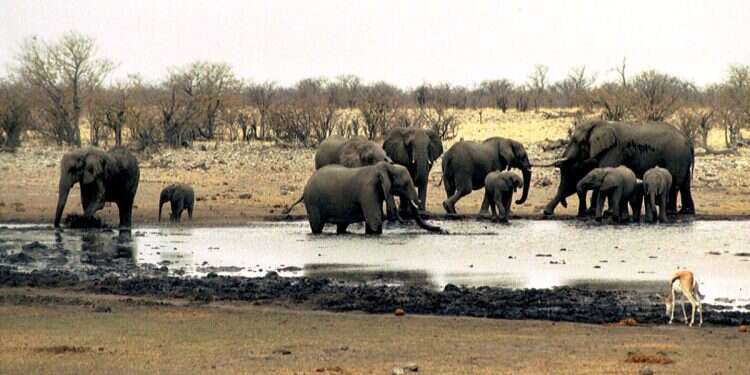 Elephants drink at a waterhole in Etosha National Park in Namibia on Sept. 23, 2004 Elephant flips safari canoes for nearing calf in Botswana