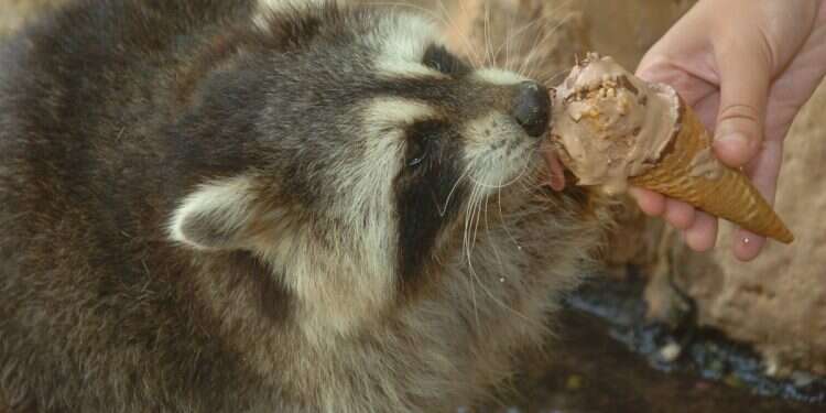 Intoxicated raccoon becomes celebrity after live-saving CPR