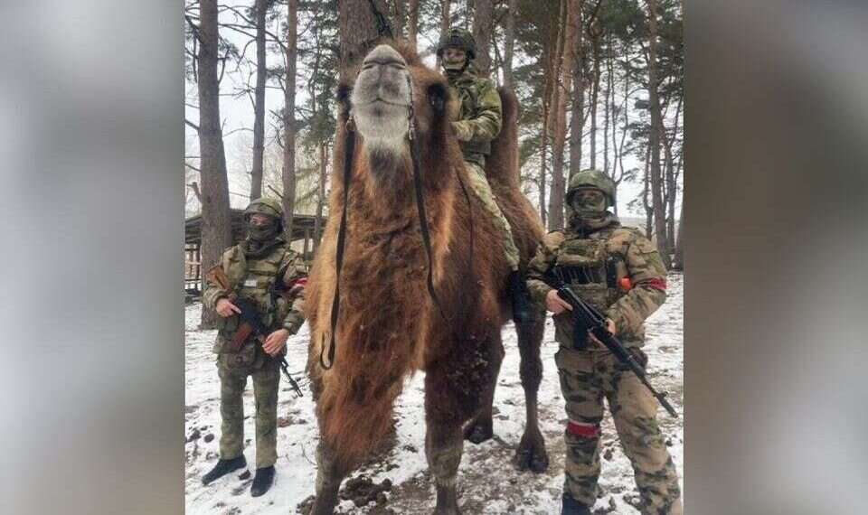 Ukrainian forces capture camel from Russian army Bizarre footage: Ukrainian forces capture camel from Russian army