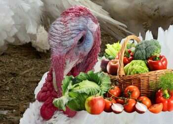 Arctic air to hit US travel during Thanksgiving