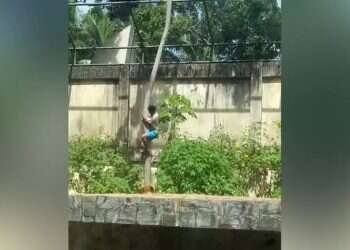 Teenager mauled to death by lioness in front of shocked visitors