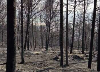 From the spark: Has a new technology for detecting massive wildfires been found?