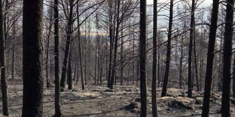From the spark: Has a new technology for detecting massive wildfires been found?