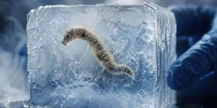 The organism that survived 240 centuries in frozen ground. Photo: sozcu.com Zombie worm wakes up after 24,000 years in deep freeze