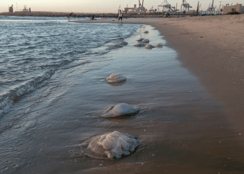 Orange alert issued for Mediterranean beaches as jellyfish swarm Israeli coast