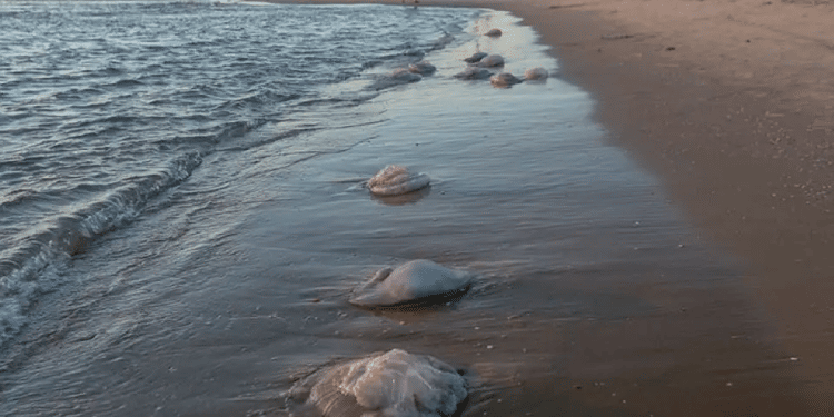 Jellyfish at the beach in Ashdod, Israel Orange alert issued for Mediterranean beaches as jellyfish swarm Israeli coast