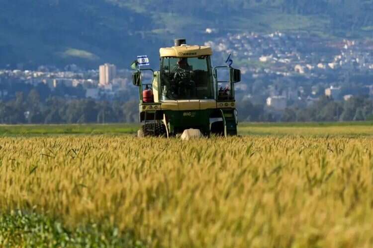 Wheat harvest in the Hula Valley. The measures could also affect exports from within the Green Line. Photo: Ayal Margolin