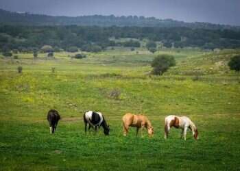 Horses in the Golan Heights. Photo: Oren Ben Hakoon Israel must turn Colombia's recognition of the Golan Heights into a diplomatic campaign