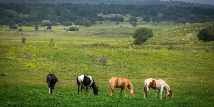 Horses in the Golan Heights. Photo: Oren Ben Hakoon Israel must turn Colombia's recognition of the Golan Heights into a diplomatic campaign