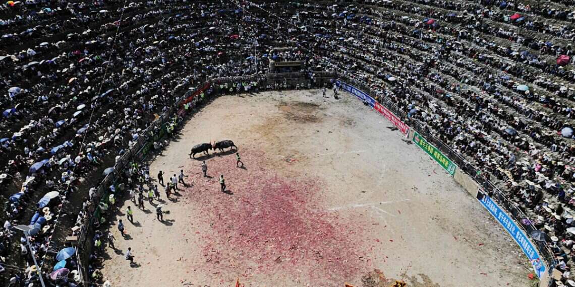 People watch a bullfight in Zaibian located in Congjiang County, in China's southwest Guizhou province on September 19, 2026 WATCH: Bullfight gone wrong puts spectators in unlucky place