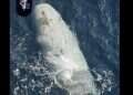 Tehran boasts of underwater drone seizure at Hormuz chokepoint